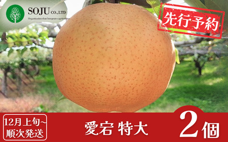 先行予約 和梨 愛宕 特大2個 [12月上旬から発送予定] 令和7年度 新潟県三条市産 梨 愛宕梨 [三条果樹専門家集団] 【016P027】