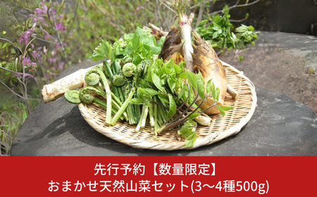 先行予約 [数量限定] おまかせ天然山菜セット(3～4種500g) [4月上旬から順次発送予定] 新潟県 三条市 下田産 【020S069】