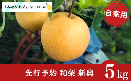 2026年産先行予約 和梨 新興 自家用 約5kg 令和8年度 新潟県 三条市産 梨 しなのがわジューシーファーム