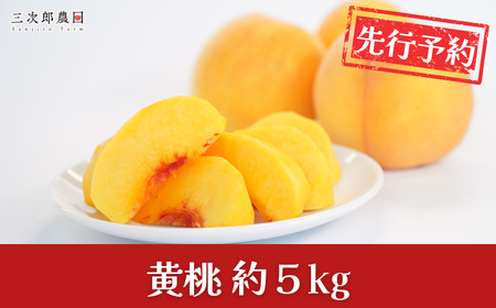 先行予約 黄桃 約5kg 令和8年度 贈答用 新潟県三条市産 桃 黄桃 三次郎農園