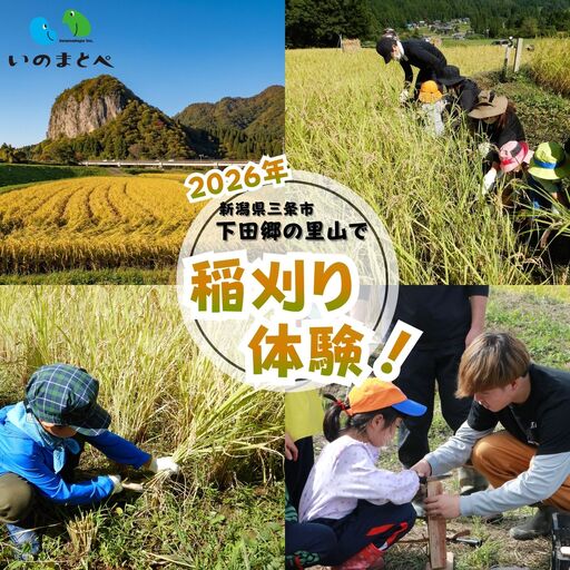 稲刈り体験 2026年 新潟県三条市 下田郷 里山 米づくり体験!