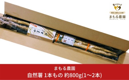 自然薯 1本もの 約800g(1〜2本) 新潟県産自然薯 [まもる農園] 