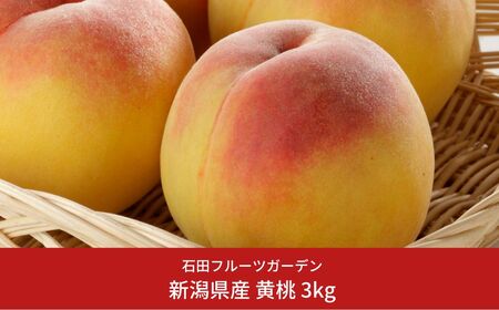 先行予約 黄桃 約3kg (9〜11個入) [2025年発送分 黄桃] 令和7年産 黄桃 新潟県産黄桃 新潟フルーツ [石田フルーツガーデン] 