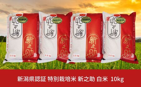 ʍ͔| VV 10kg  VOsY ̂ ߘa7NY [_YL@Z^[]y018P072z