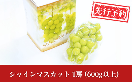 先行予約 シャインマスカット 1房 (600g以上) 令和8年度 新潟県産 種なし ぶどう マスカット JAえちご中越