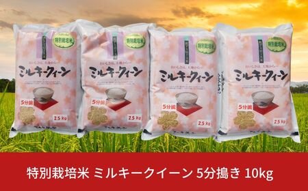 [先行予約]特別栽培米 ミルキークイーン 5分搗き 10kg 新潟県産 令和7年産 [佐藤農産有機センター]