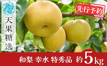 【 2026年先行予約】幸水 特秀品 約5kg 糖度13度以上を厳選  和梨 新潟県産