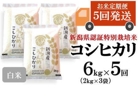 【令和7年産米・5ヶ月定期便】コシヒカリ 白米 6kg（2kg×3袋）×5回（計 30kg）ヤタらうんめぇお米 水田環境鑑定士在籍[Y0508]