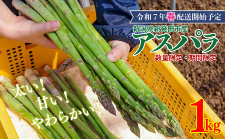 先行予約 アスパラガス 1kg 約40本 アスパラ 野菜 旬 アスパラ 旬の野菜 アスパラ のぞみファーム 新潟県 新発田市 nozofarm001