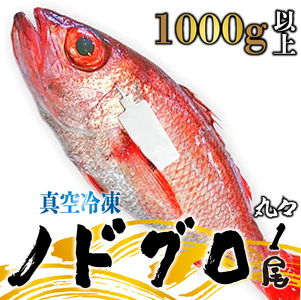 ノドグロ 約1000g以上 1尾 1kg 新潟 日本海産 高級魚 新発田 アカムツ 新鮮 真空 急速冷凍 冷凍 魚介類 推し 日本海 新潟産 国産 uomizushima009