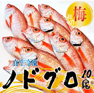 ノドグロ 10尾セット 1尾 約100g以上 新潟 日本海産 高級魚 アカムツ 新鮮 真空 急速冷凍 冷凍 魚介類 日本海 新潟産 国産 松竹梅 魚介 年末 推し[梅]uomizushima005