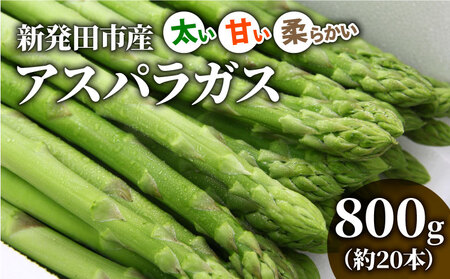 先行予約 アスパラガス 800g 令和8年産 アスパラ アスパラ アスパラ アスパラ アスパラ アスパラ アスパラ JA001_01