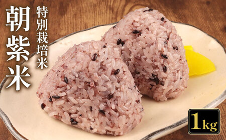 朝紫米 1kg 古代米 雑穀 紫米 もち米 黒もち米 特別栽培米 減農薬 紫米 雑穀米 新発田産 新潟 米 お米 させ農園 新潟県 新発田市 sase009