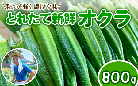 オクラ 800g 令和7年産 おくら 朝採りオクラ 新鮮オクラ 採りたてオクラ オクラ オクラ tsuguchan001