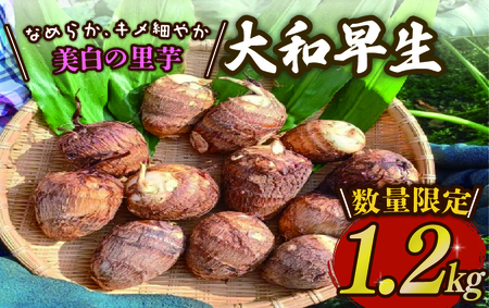 里芋 [大和 早生 ] 1.2kg さといも 里芋 tsuguchan007
