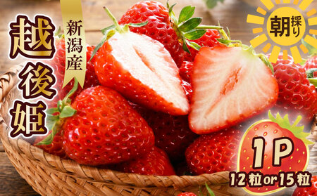 [先行予約 苺] 越後姫3L〜2L 12粒 or 15粒 新発田市 苺 sugai001_01