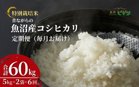 令和7年産 昔ながらの魚沼産コシヒカリ 従来品種 定期便 60kg（5kg×2袋×毎月全6回）農園ビギン/定期便 定期便 定期便 定期便