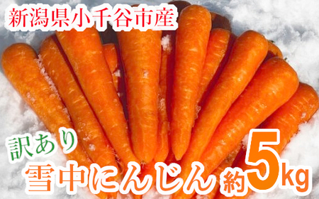 [訳あり] 雪中にんじん 約5kg K-farm | にんじん