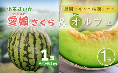 [先行予約] 小玉スイカ「愛娘」&メロン「オルフェ」セット 各1玉 農園ビギン [0002-0332-01]