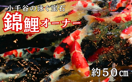 [錦鯉]錦鯉オーナー サイズ50cm前後 [0002-0175-01]