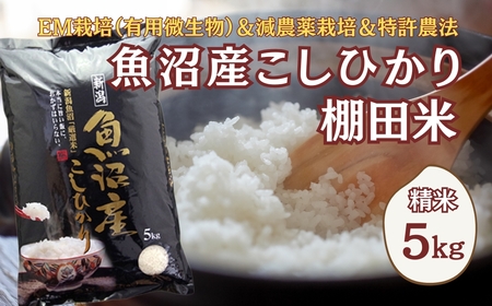 [令和8年 先行予約]魚沼産コシヒカリ棚田米 5kg 佐藤農場 | 新潟県 コシヒカリ おこめ
