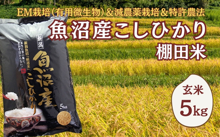 [令和8年 先行予約]魚沼産コシヒカリ棚田米 玄米5kg(5キロ×1) 佐藤農場 | 新潟県産 コシヒカリ おこめ