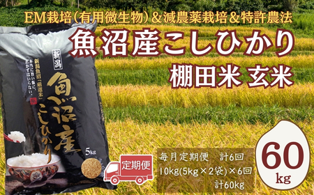 [令和7年 定期便]魚沼産コシヒカリ棚田米 玄米 60kg(10キロ×6回) 佐藤農場|おこめ 玄米 小千谷 新潟