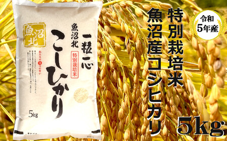 【令和4年産】特別栽培米 魚沼産コシヒカリ 5kg（(有)グリーン）
