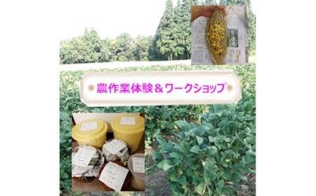 里山を守る自然栽培大豆オーナー 味噌&納豆づくり体験 ポレポレ工房 [0011-0002-01]