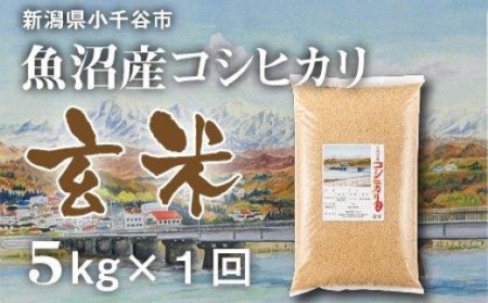 KT10P1 〔玄米 選別品〕 令和5年産魚沼産コシヒカリ 玄米5kg (米太)