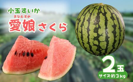 小玉スイカ 愛娘さくら  2玉 農園ビギン すいか すいか すいか