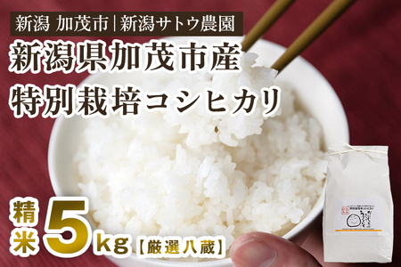 【令和6年産新米先行予約】化学肥料不使用の従来コシヒカリ【厳選八蔵5kg】特別栽培 有機肥料で育った厳選米 加茂市 新潟サトウ農園 コシヒカリ 新潟県産コシヒカリ 米 お米コシヒカリ コシヒカリ コシヒカリ コシヒカリ コシヒカリ