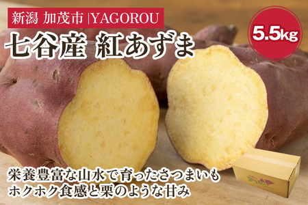 [2024年先行予約][新潟県加茂市七谷産]紅あずま 5.5kg(M?LLサイズ)さつまいも[11月中旬〜順次発送]人気品種 ほくほく食感と濃厚な甘み 低温熟成 スイートポテトや天ぷら、焼き芋に 加茂市 YAGOROU ヤゴロウ さつまいも さつまいも さつまいも さつまいも