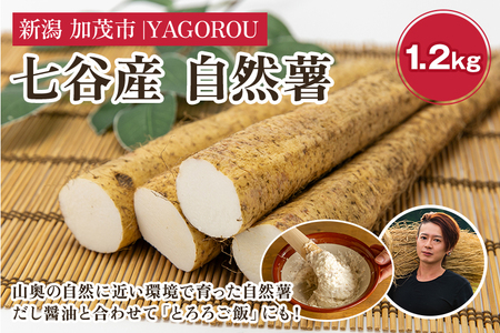 【七谷産】自然薯 1.2kg 《11月中旬～順次発送》じねんじょ 山芋 自然薯 山芋 自然薯 山芋 自然薯 山芋