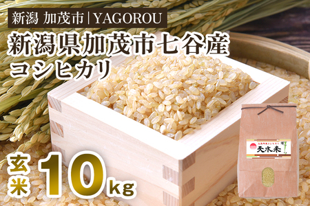 [2024年先行予約]令和6年産新米 新潟県加茂市 七谷産コシヒカリ 玄米10kg [10月上旬〜順次発送] 新潟コシヒカリ 豊かな山水で育った天水米 加茂市 YAGOROU ヤゴロウコシヒカリ 