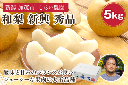 【2025年先行予約】しらい農園の和梨 新興 秀品5kg（6～16玉）《10月下旬から順次発送》 果実 フルーツ 贈答 ギフト 甘くてジューシーな梨 なし 新興 しんこう 加茂市 しらい農園 梨 梨 梨 梨 梨