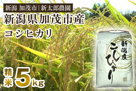 [令和6年産新米先行予約]新潟産コシヒカリ 精米 5kg(5kg×1袋)コシヒカリ 新潟産 米 お米 白米 有機肥料で育ったこだわり米 加茂市 新太郎農園 新潟県産コシヒカリ 米 お米