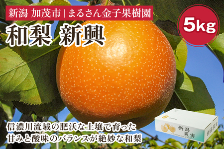 【2026年先行予約】【贈答用】和梨 新興 5kg（8～12玉）《11月上旬から順次発送》 果物 なし 梨 フルーツ 新鮮 新潟のフルーツ産地 加茂市 まるさん金子果樹園 梨