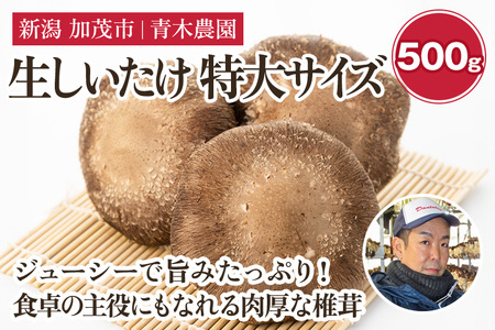 [2024年先行予約]生しいたけ 特大サイズ 約500g(6?8個)[11月上旬から順次発送] 品評会で金賞受賞! きのこ しいたけ 椎茸 特大 食べ応えあるビッグサイズ 肉厚で旨味たっぷり! 加茂市 青木農園 きのこ 