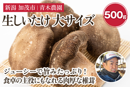 [2024年先行予約]生しいたけ 大サイズ 約500g(10〜14個)[10月中旬から順次発送] 品評会で金賞受賞! きのこ しいたけ 椎茸 食べ応えあるビッグサイズ 肉厚で旨味たっぷり! 加茂市 青木農園 きのこ 