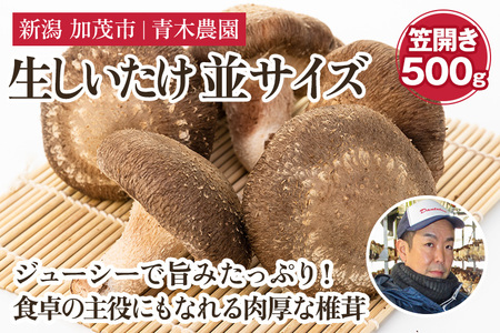 [2024年先行予約]生しいたけ 並サイズ(笠開き) 約500g(12〜18個)[10月中旬から順次発送] 品評会で金賞受賞! きのこ しいたけ 椎茸 特大 食べ応えある大きさ 肉厚で旨味たっぷり! 加茂市 青木農園 きのこ 