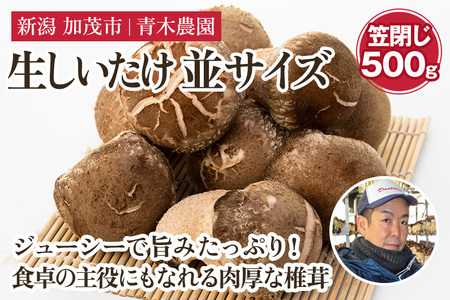 生しいたけ 並サイズ(笠閉じ) 約500g(12〜18個)[11月上旬から順次発送] 品評会で金賞受賞! きのこ しいたけ 椎茸 特大 食べ応えある大きさ 肉厚で旨味たっぷり! 加茂市 青木農園 きのこ きのこ きのこ きのこ きのこ