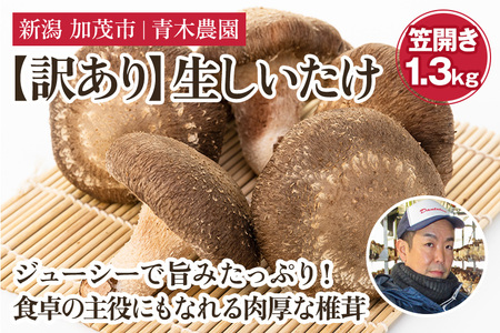 【訳あり】生しいたけ 笠開き 約1.3kg（24～40個）《10月中旬から順次発送》 品評会で金賞受賞！ きのこ 訳あり しいたけ 椎茸 特大 食べ応えある大きさ 肉厚で旨味たっぷり！ 加茂市 青木農園