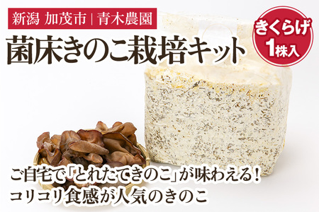 菌床きのこ栽培キット きくらげ 1株入り [6月上旬から順次発送] 栽培キット 自家栽培 きのこ きくらげ 木耳 栽培 初心者でも簡単 自宅 菌床 加茂市 青木農園 きのこ きのこ きのこ きのこ きのこ