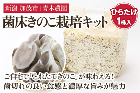 [2025年先行予約]菌床きのこ栽培キット ひらたけ 1株入り[10月上旬から順次発送]栽培キット 自家栽培 きのこ ひらたけ 栽培 初心者でも簡単 自宅 菌床 加茂市 青木農園 きのこ きのこ きのこ きのこ きのこ