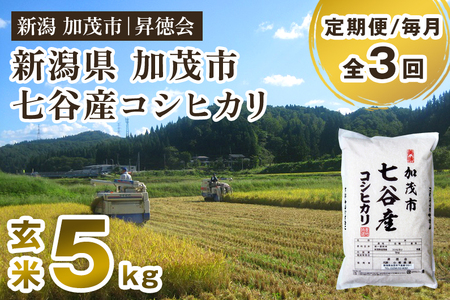 [令和6年産新米先行予約][定期便3回毎月お届け]新潟県加茂市 七谷産コシヒカリ 玄米5kg 高柳地域産数量限定 昇徳会