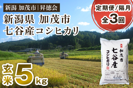 [令和6年産新米先行予約][定期便3回隔月お届け]新潟県加茂市 七谷産コシヒカリ 玄米5kg 高柳地域産数量限定 昇徳会