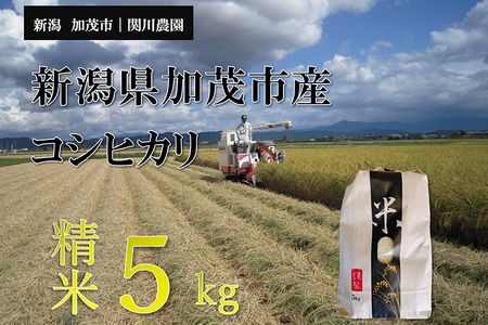 [令和6年産新米]加茂市産コシヒカリ 精米5kg コシヒカリ 新潟産 米 お米 白米 加茂市 関川農園 コシヒカリ コシヒカリ コシヒカリ コシヒカリ コシヒカリ コシヒカリ