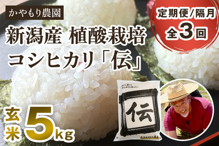 【令和7年産】【定期便3回隔月お届け】新潟産コシヒカリ「伝」真空パック 玄米5kg 《9月下旬～順次出荷》 かやもり農園
