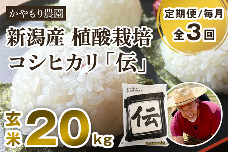 【令和7年産新米】【定期便3回毎月お届け】新潟産コシヒカリ「伝」真空パック 玄米20kg（5kg×4）《9月下旬～順次出荷》 かやもり農園
